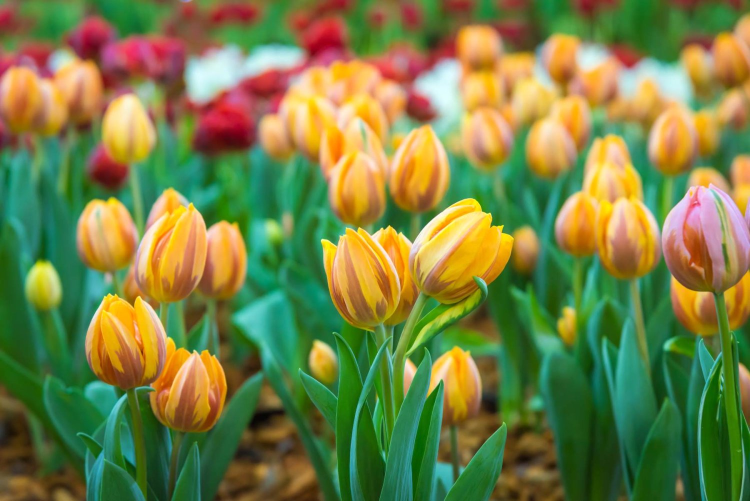 donde se cultiva el tulipan en mexico