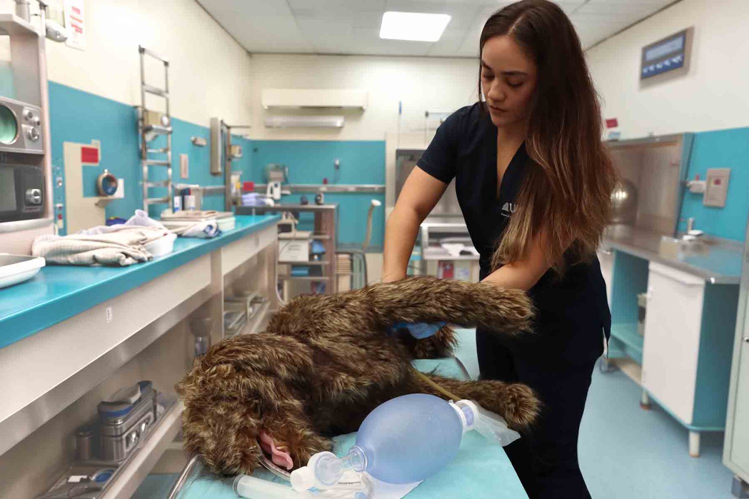 que hace un medico veterinario