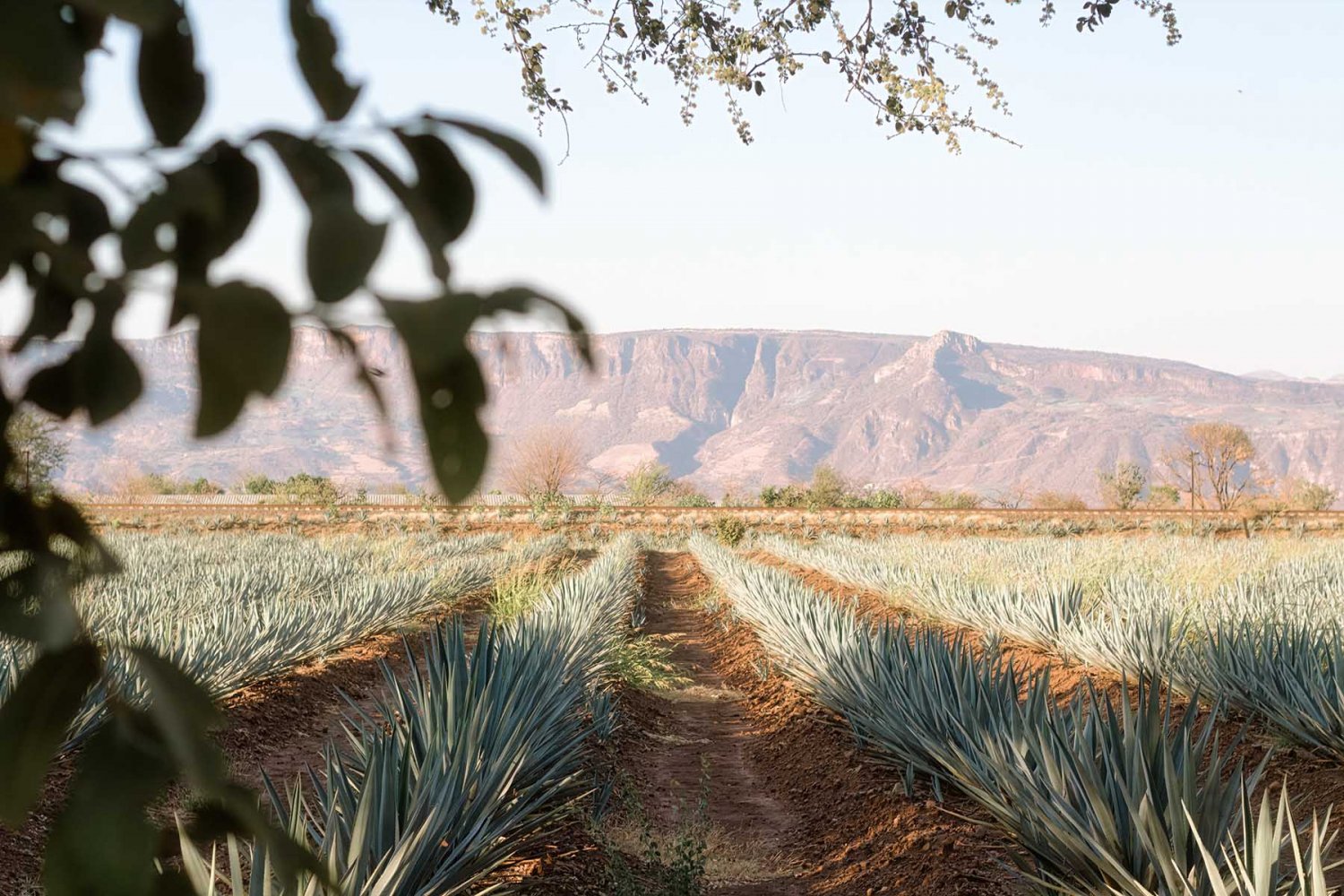 investigacion UAG autencidad del tequila
