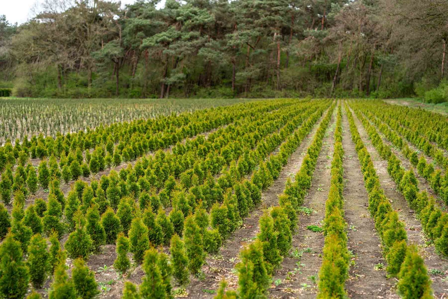 arbol natural de navidad