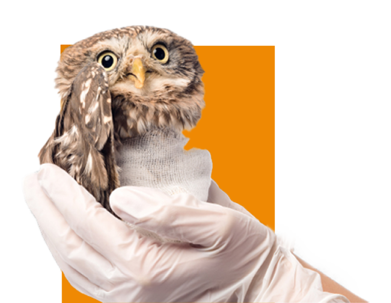 Medicina Veterinaria y Zootecnia