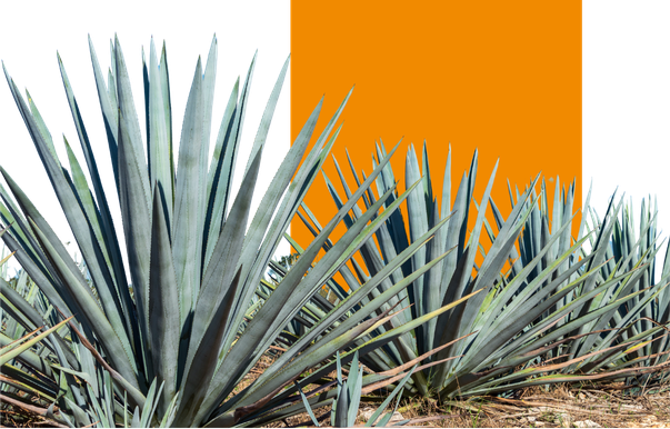 M. EN PROCESOS DEL TEQUILA