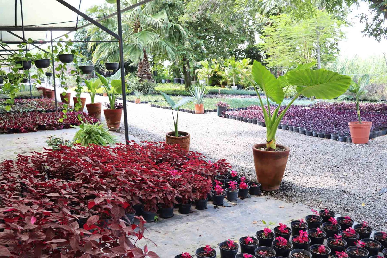 En tres años el vivero ha producido más de 47 mil plantas y árboles