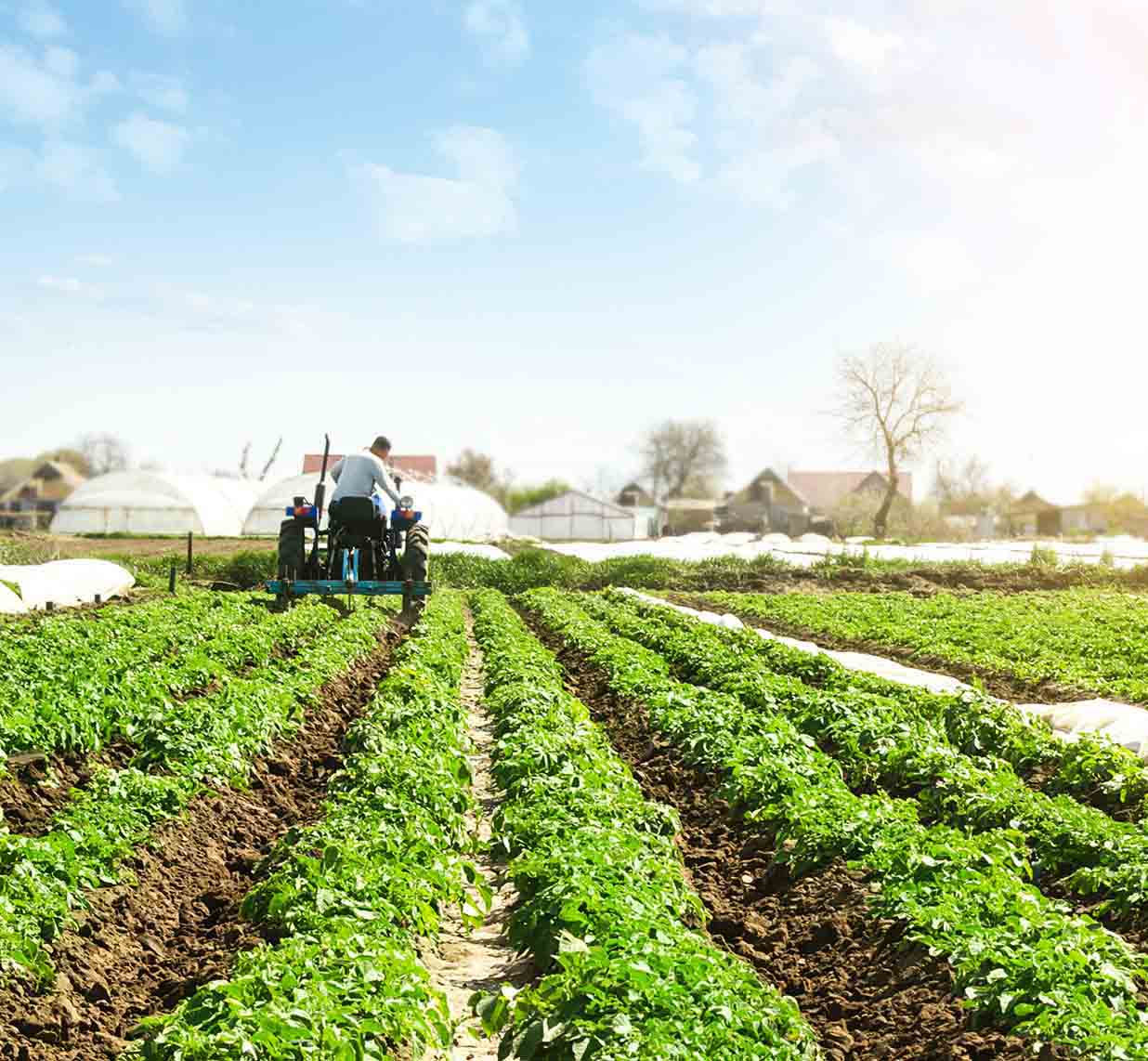 que es la seguridad alimentaria