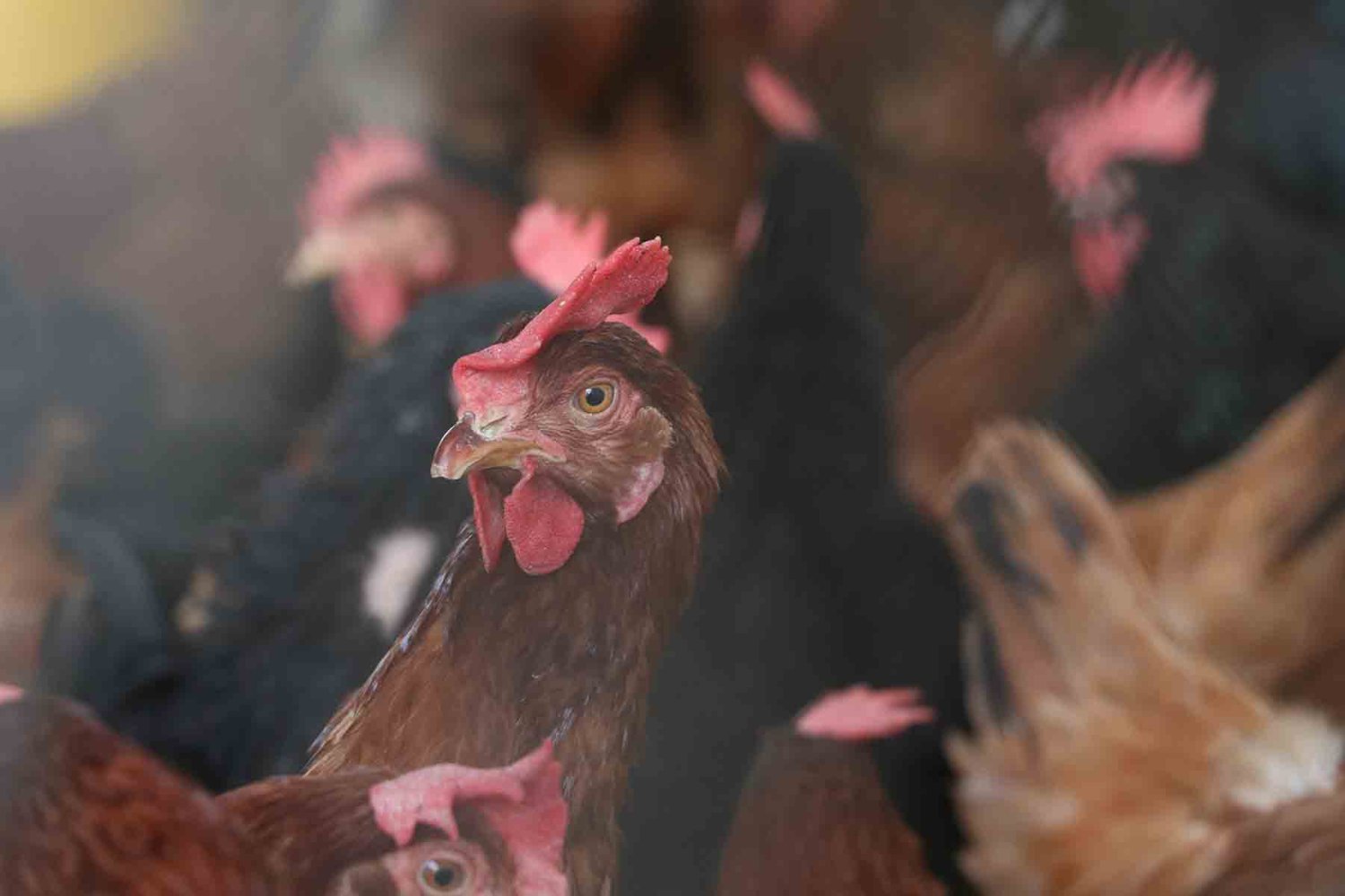 seguridad alimentaria