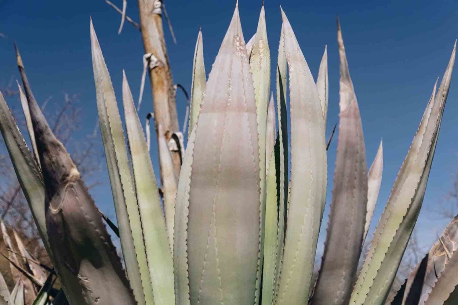 los agaves del klein karroo despertaron la curiosidad cientifica de diego avila y dieron origen a una nueva etapa de su trayectoria