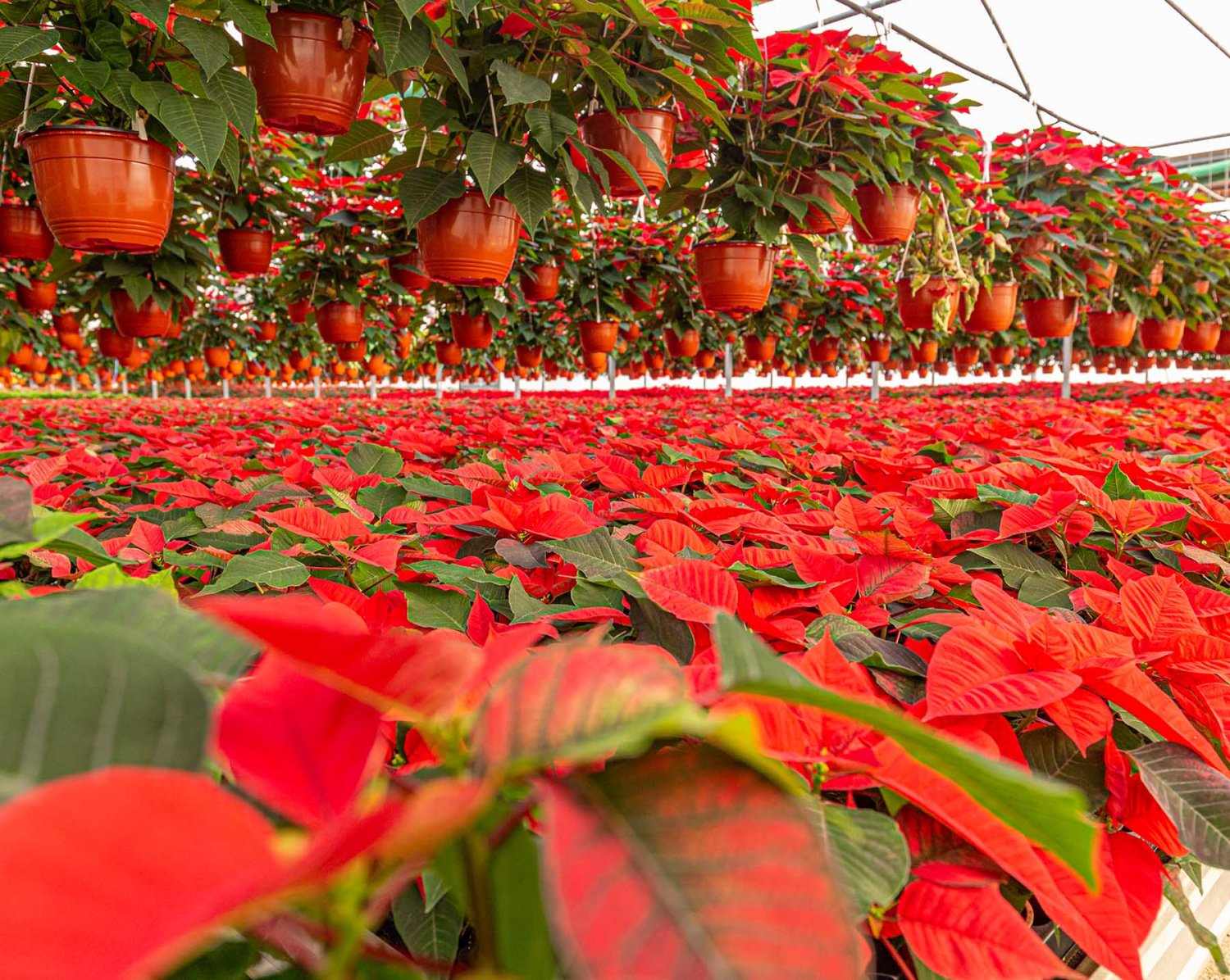 Todo lo que debes saber sobre la Flor de Nochebuena | UAG Media Hub