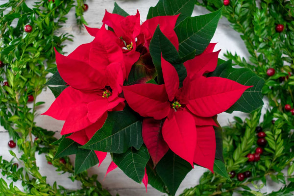 Todo lo que debes saber sobre la Flor de Nochebuena | UAG Media Hub Todo lo que debes saber sobre la Flor de Nochebuena | UAG Media Hub