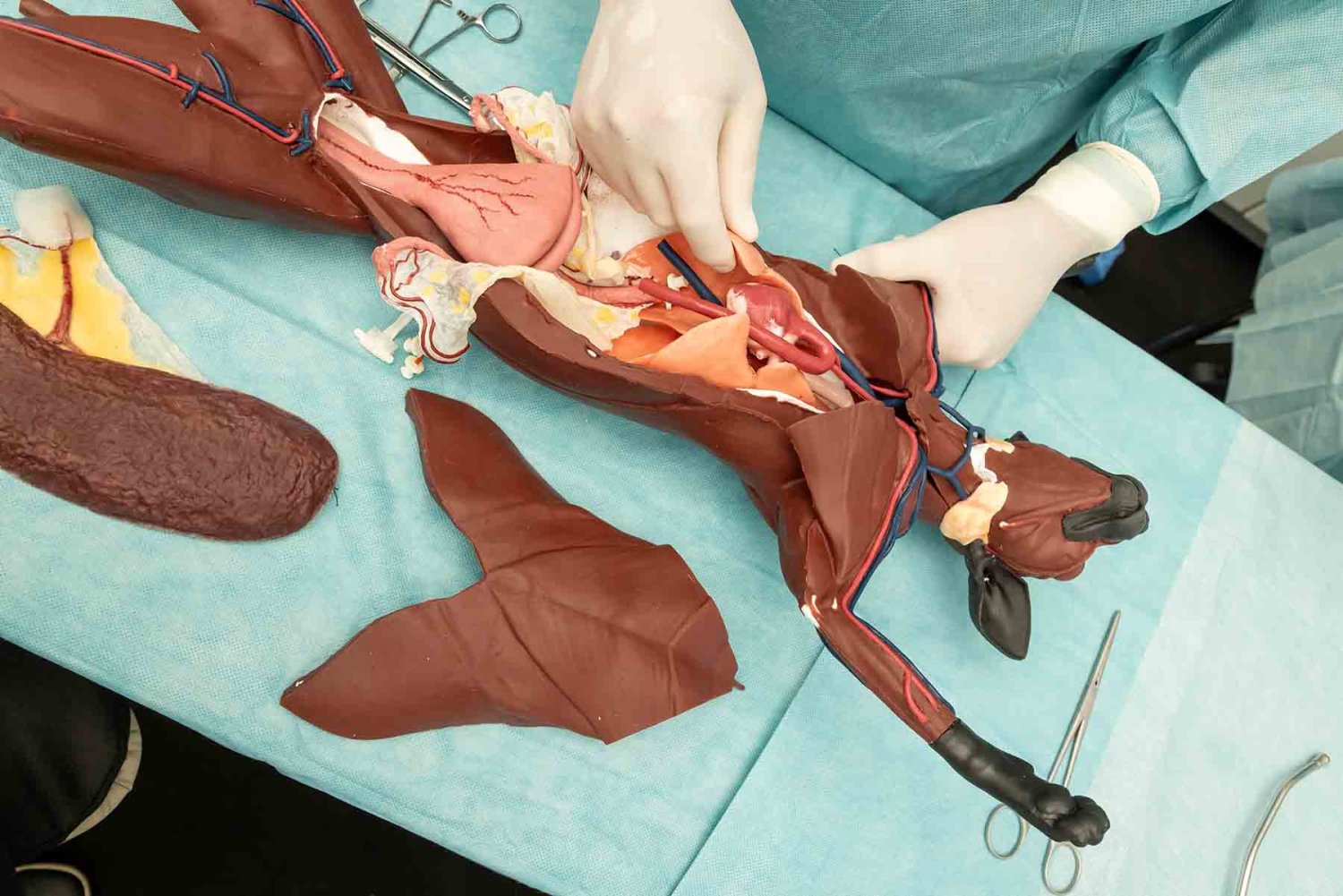 cuanta gana un veterinario