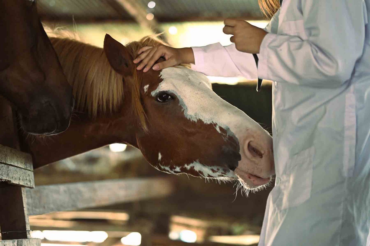 por que los veterinarios protegen la vida de las personas