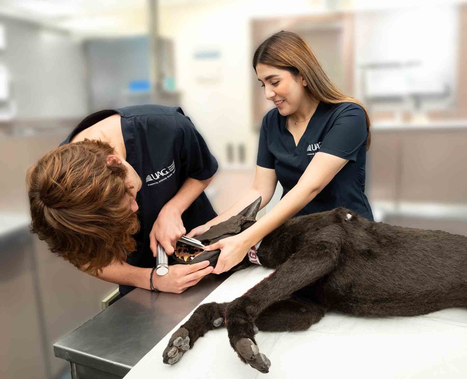 que hace un medico veterinario zootecnista