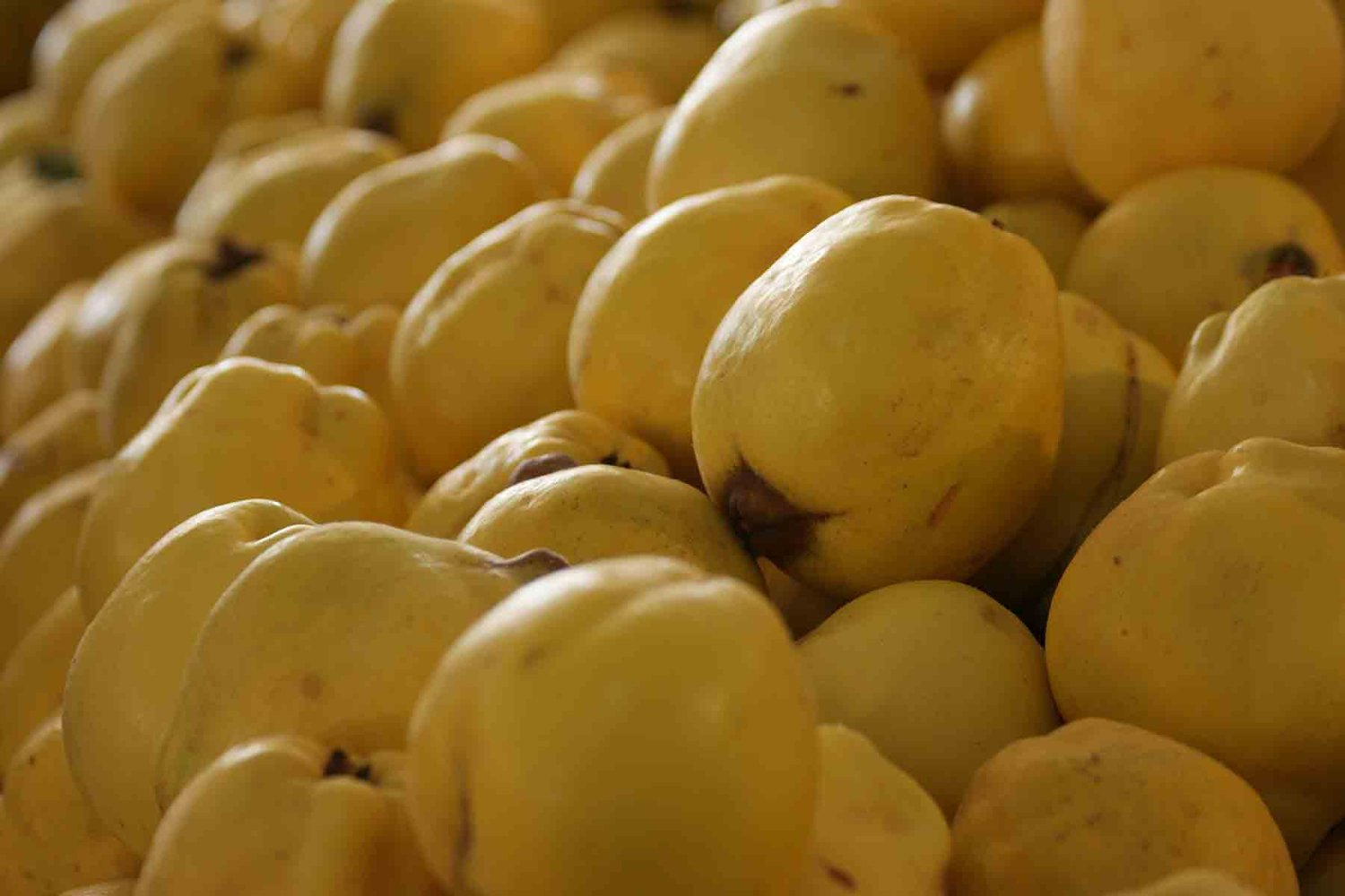 guayaba