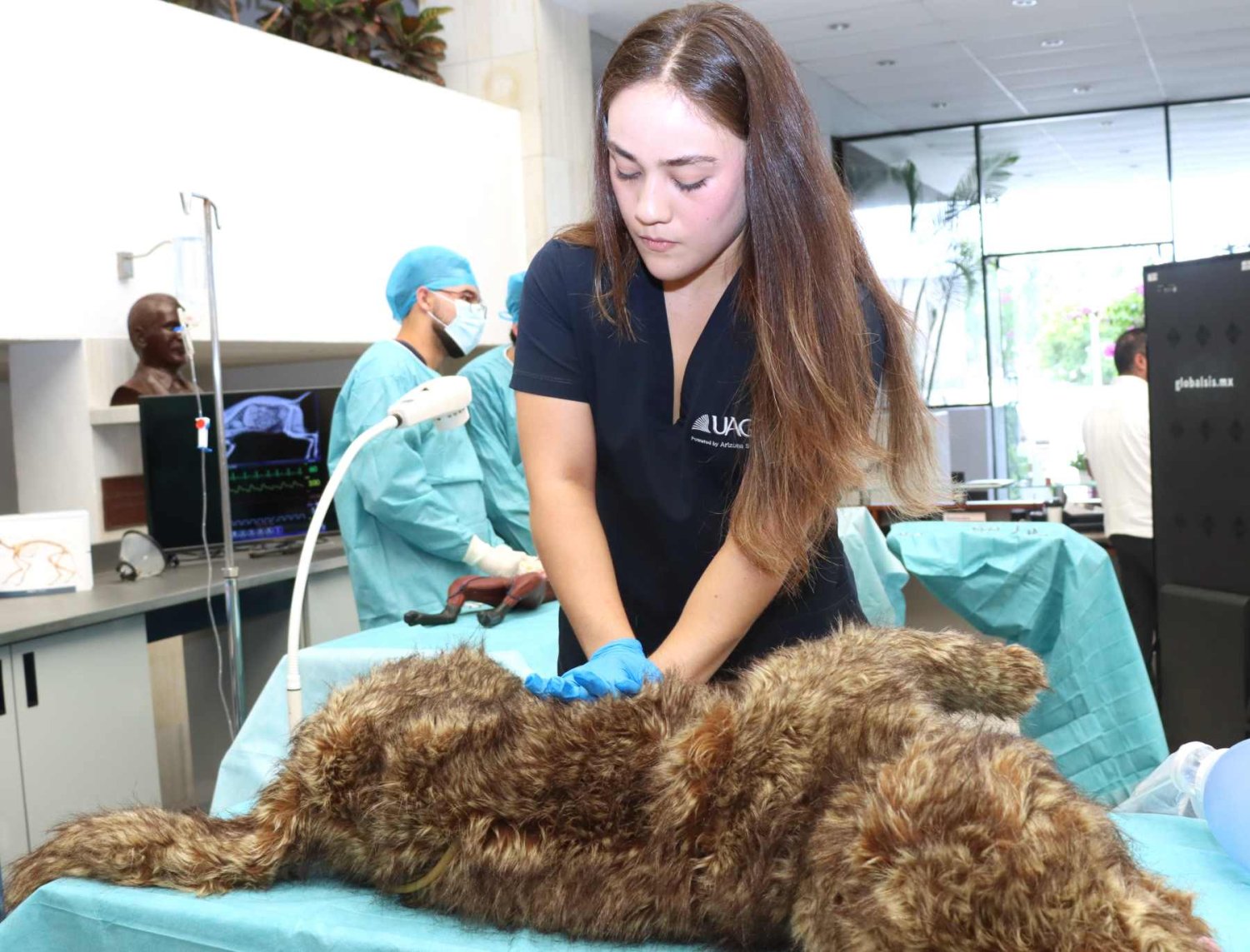 la uag oferta la licenciatura en medicina veterinaria y zootecnia con un enfoque one health