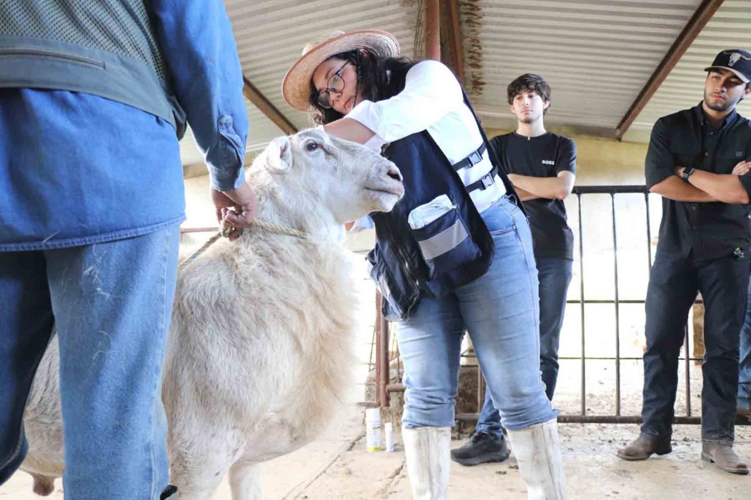 los alumnos realizaron practicas directamente con ovinos y bovinos