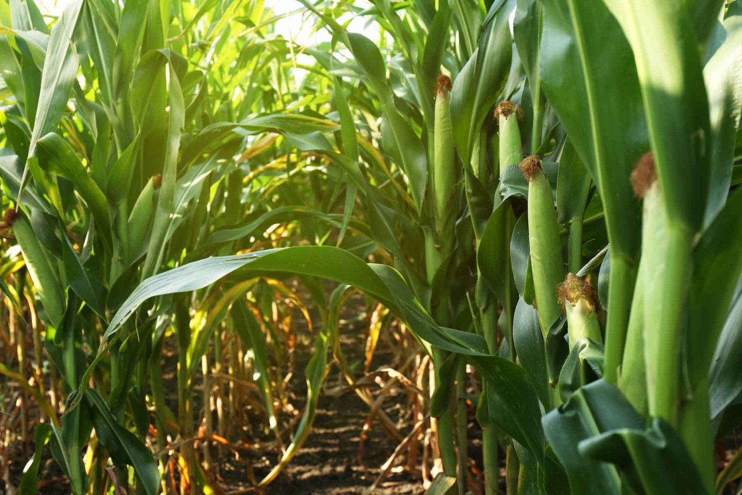 jalisco es uno de los principales productores agropecuarios del pais