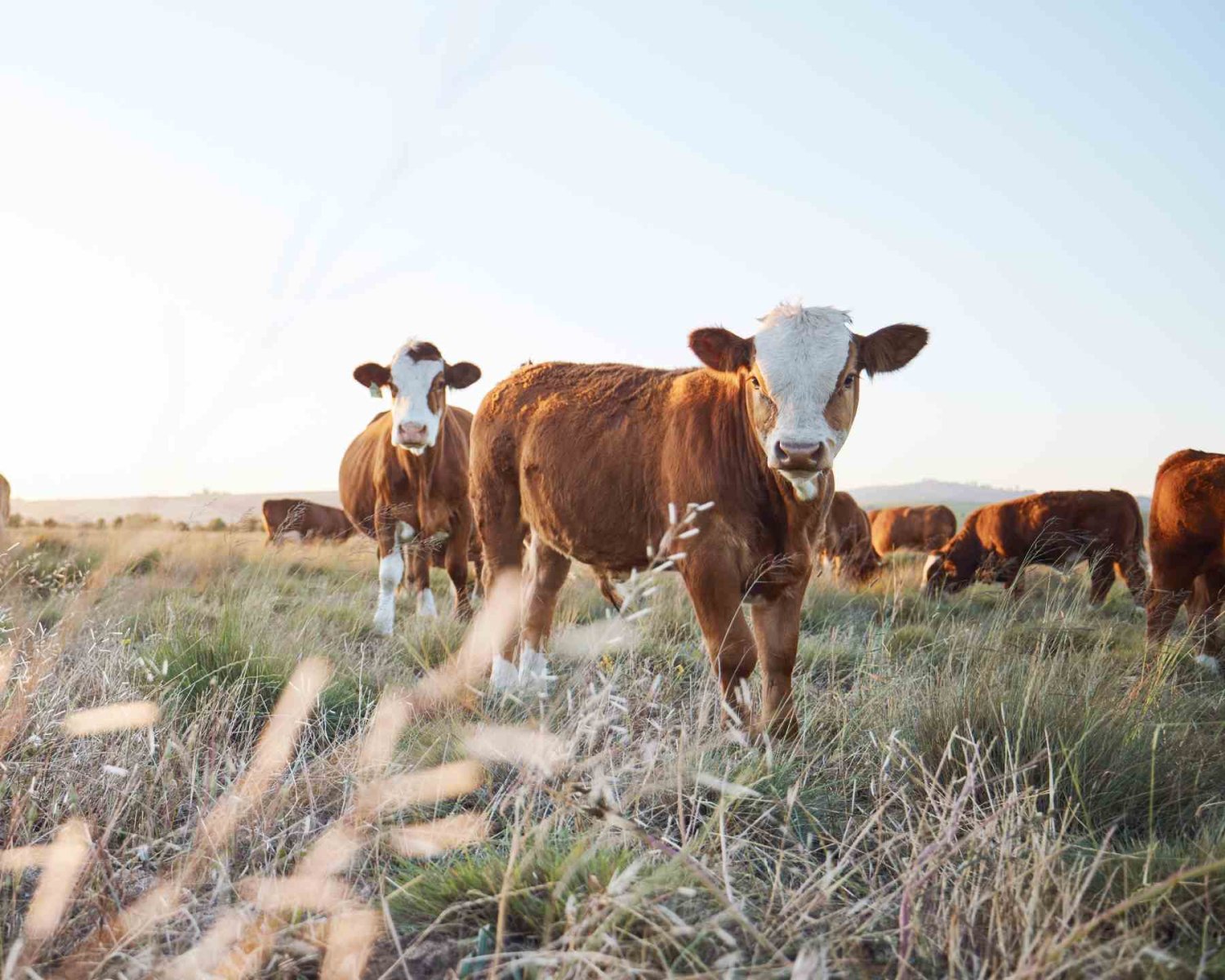 la ganaderia y agricultura regenerativa son una opcion para el reto de producir cada vez mas alimentos