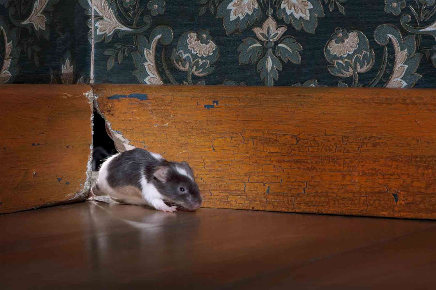 como prevenir el hantavirus