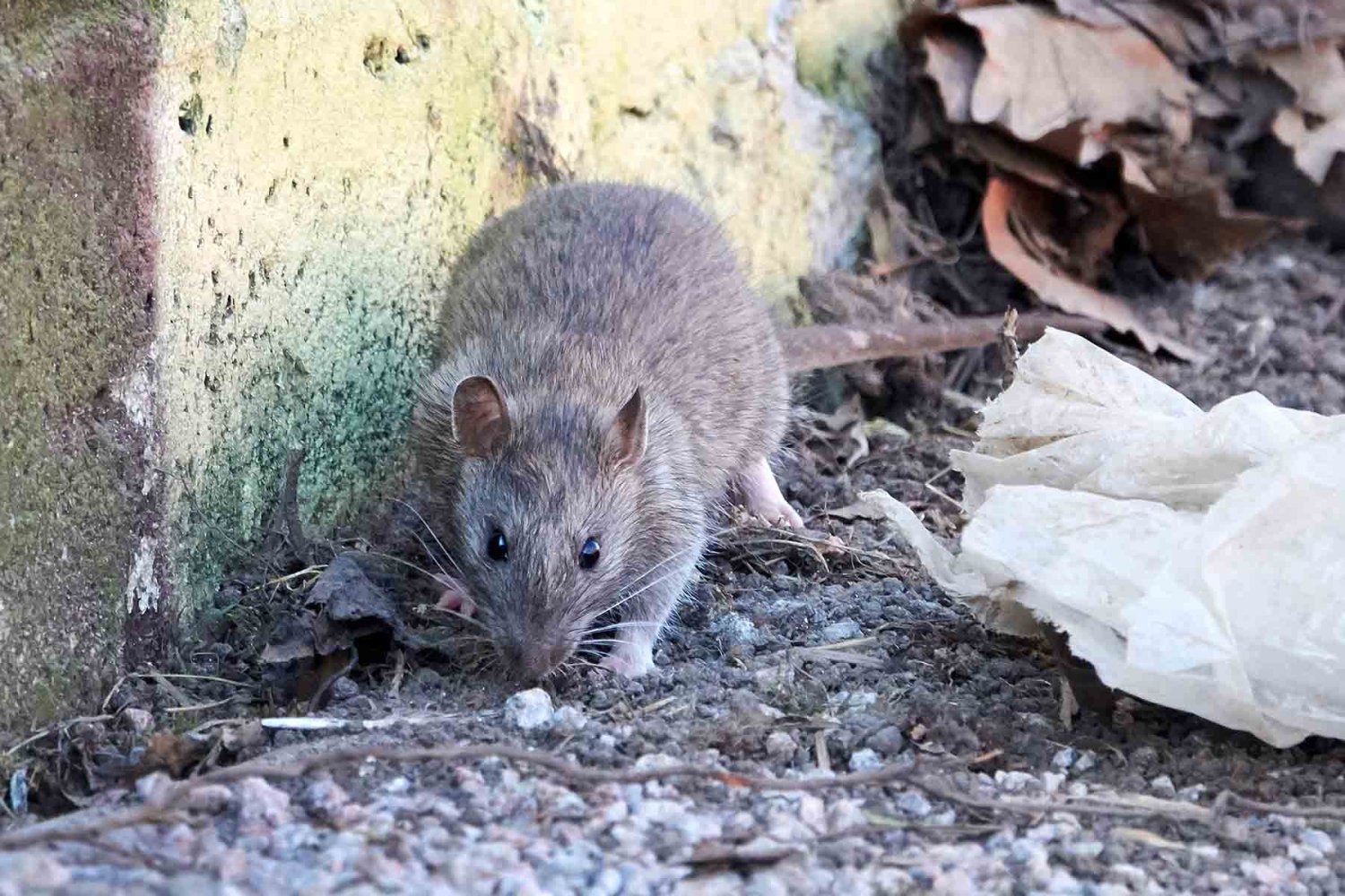 como se contagia el hantavirus