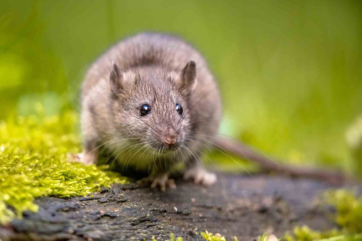 que es el hantavirus
