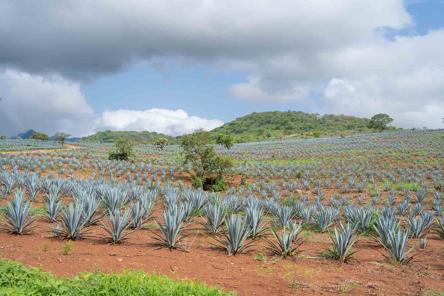 la maestria en procesos del tequila es un programa unico a nivel mundial