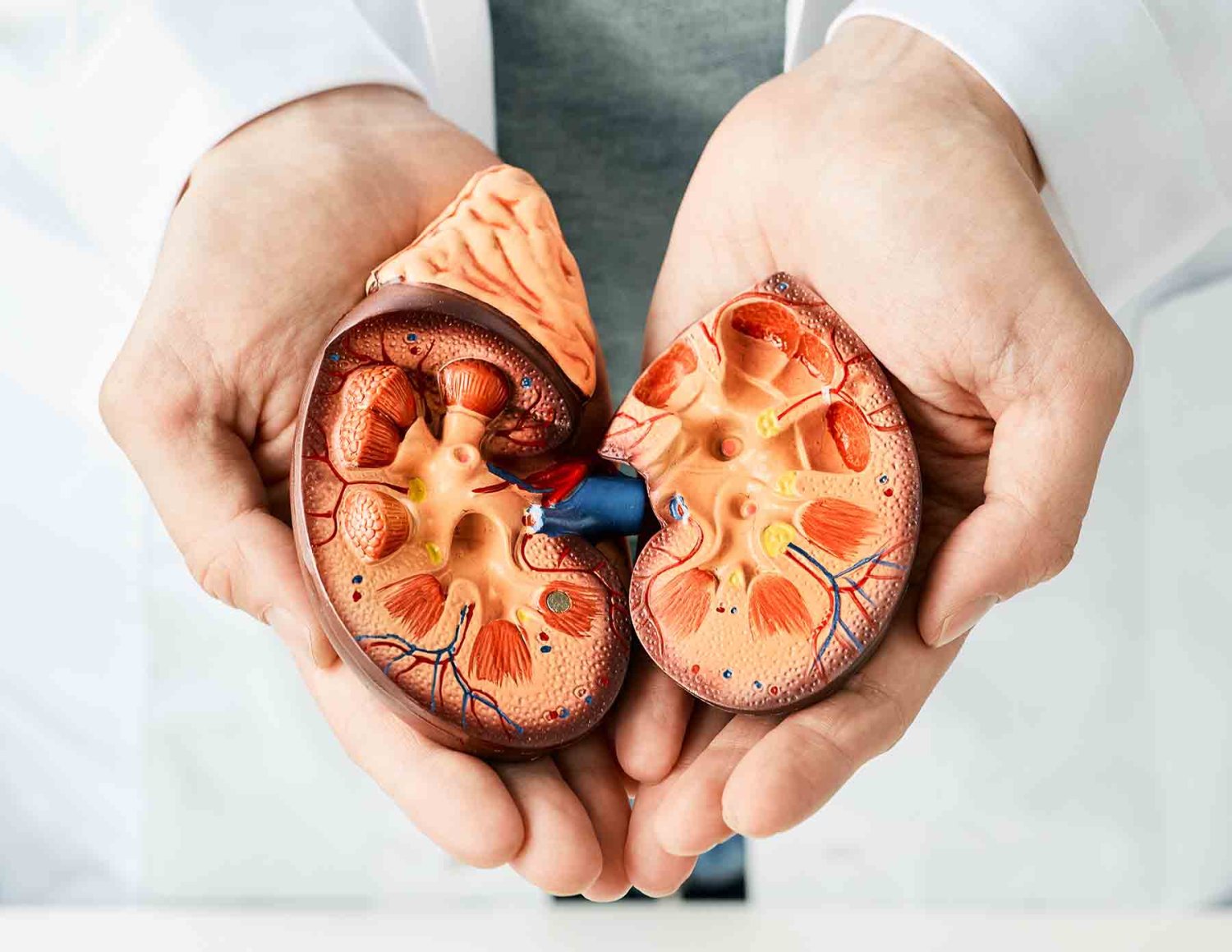 la alimentacion y el cuidado del cuerpo en general influyen de manera directa en el buen funcionamiento de los rinones